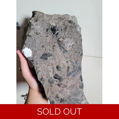 Large Walcott Rust Quarry Trilobite Hash Plate Fossil New York